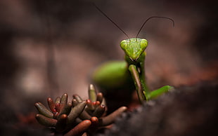 closeup photography of green praying mantis HD wallpaper